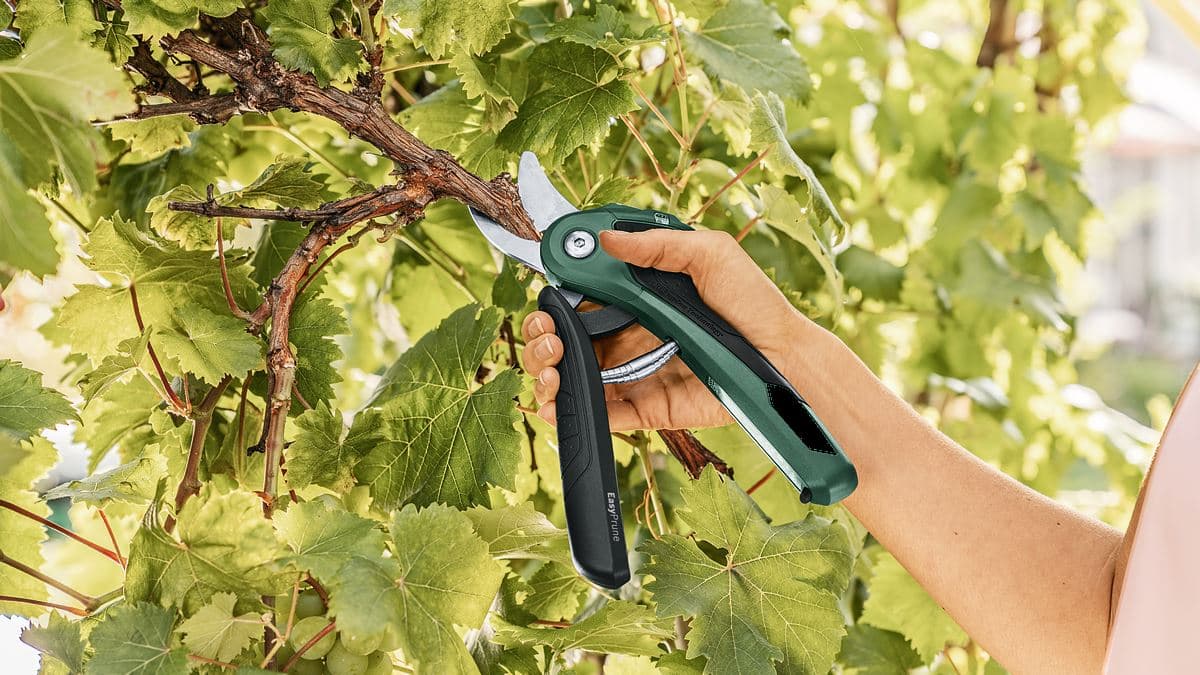 Bosch EasyPrune Akumulatorske makaze za orezivanje, 06008B2102 - slika 5